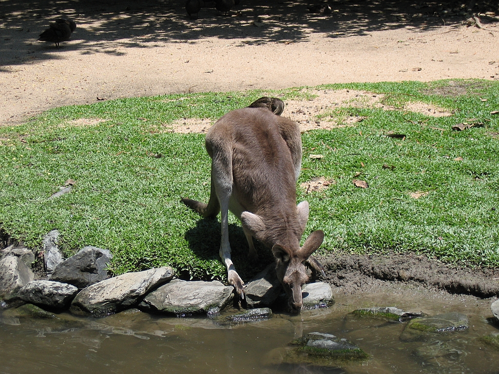 CairnsTC292 Wildlife Habitat.jpg